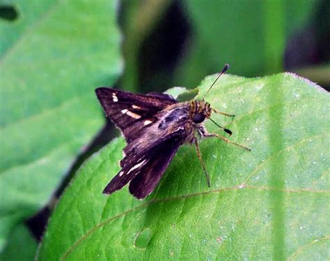 40 Butterflies In Pennsylvania Pictures And Identification