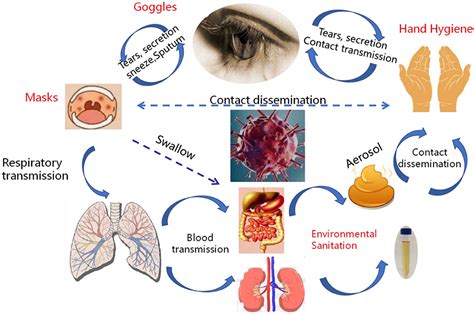 Frontiers Transmission Routes Analysis Of SARS CoV 2 A Systematic