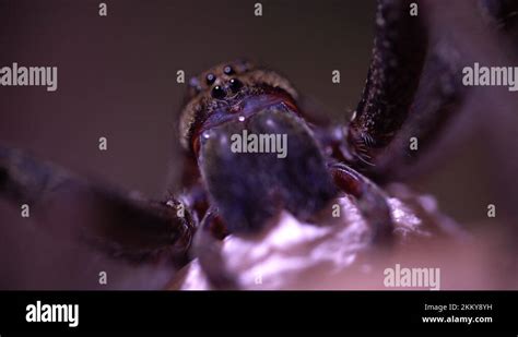 Wolf spider eggs Stock Videos & Footage - HD and 4K Video Clips - Alamy