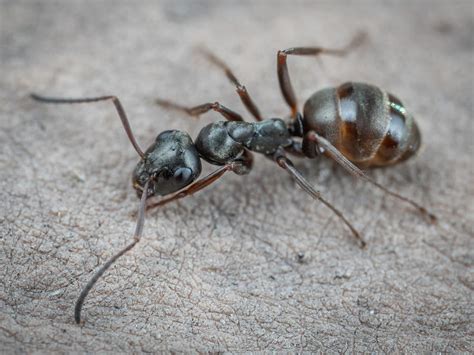 Des Fourmis Dans La Maison Que Faire Conseils D Expert