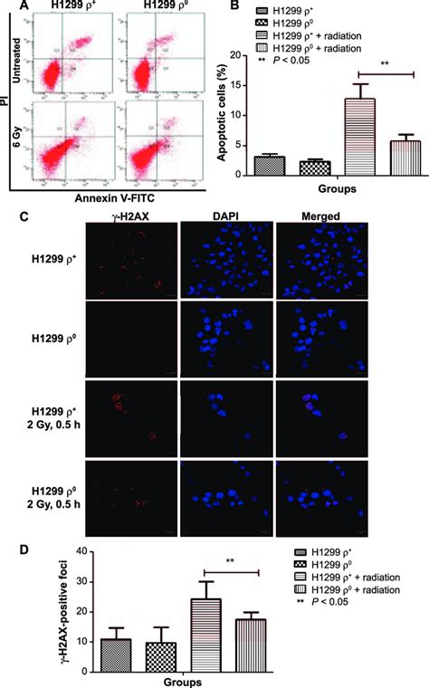 Effect Of MtDNA Depletion On Cell Apoptosis And DNA Damage Repair