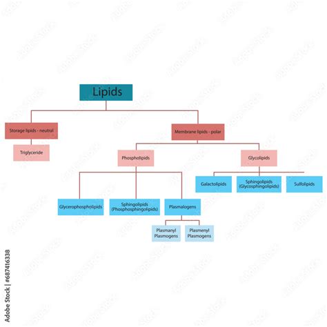 Diagram Showing Classification Of Lipids Storage Lipids Membrane Lipids Including