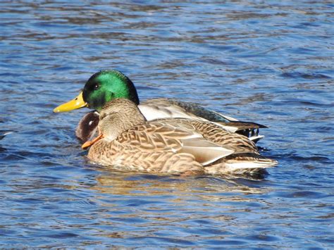 Male And Female Mallard Ducks Male And Female Mallard Duck Flickr