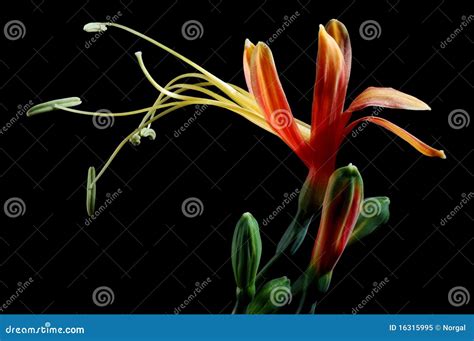 Long Pollen Flower Stock Image Image Of Bloom Splay 16315995