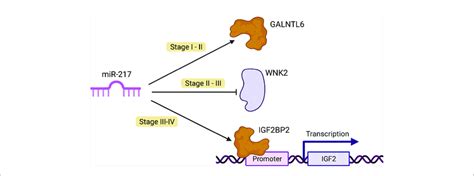 Possible Oncogenic Role Of Mir 217 In Cancer Transition One Stage Download Scientific