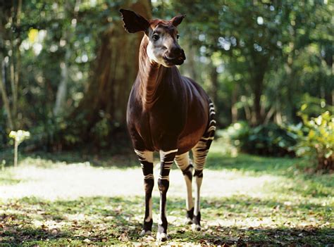 8 Faits extraordinaires sur l'okapi - Troovez.com