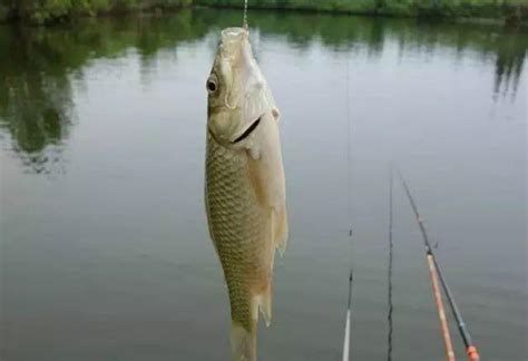 這才是釣魚前找底調漂的正確操作，其實真沒你想的那麼難 每日頭條