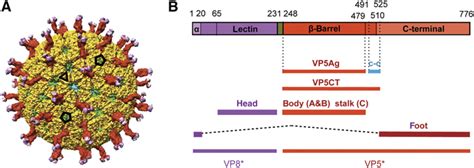 Atomic Model Of An Infectious Rotavirus Particle The EMBO Journal