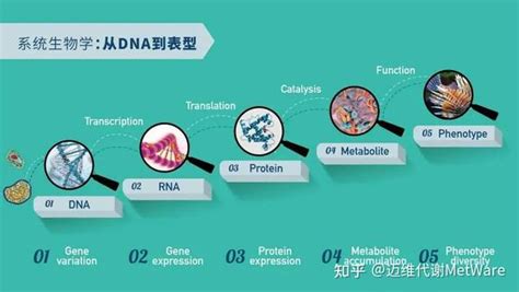 全多组学 转录组蛋白质组代谢组方案助力高分文章发表 知乎