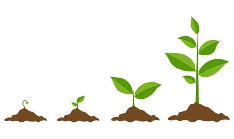 Translocation And Respiration In Plant Growth And Development Plant