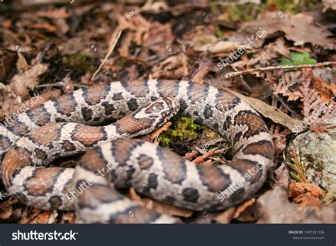 Milk Snake Ontario Canada Close Stock Photo 1437281336 Shutterstock