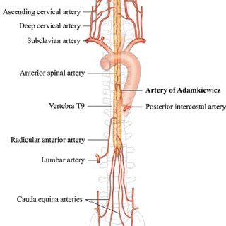 Anatomy of the spinal arterial supply, showing the Adamkiewicz artery. | Download Scientific Diagram