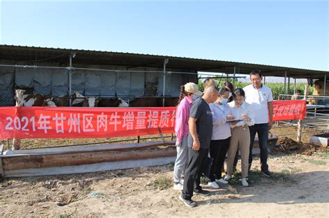 张掖市畜牧兽医局 甘州区牵住项目建设“牛鼻子”全力打造肉牛产业“航母”