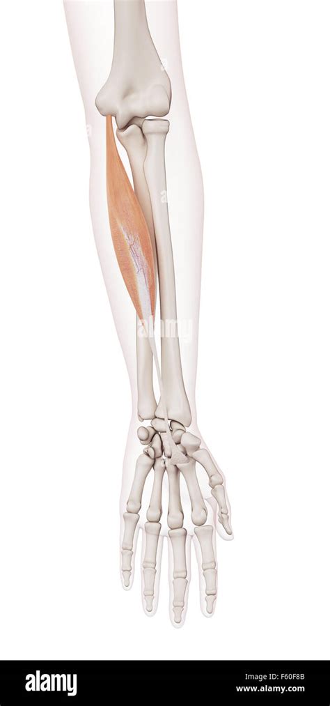 Flexor Carpi Radialis Hi Res Stock Photography And Images Alamy