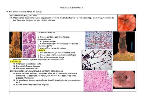 Histolog A De Candida Albicans