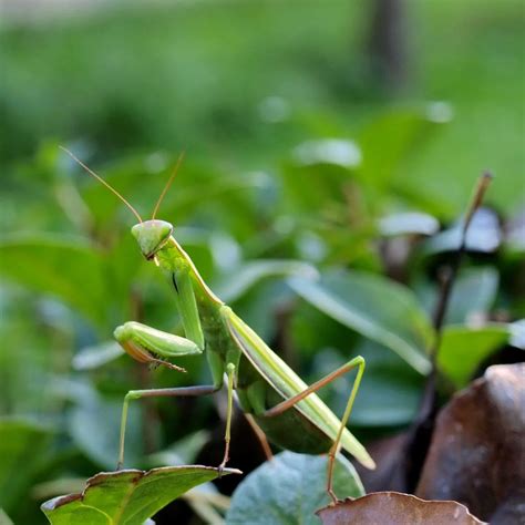 Biblical Meaning of Seeing a Praying Mantis - Bible Wings