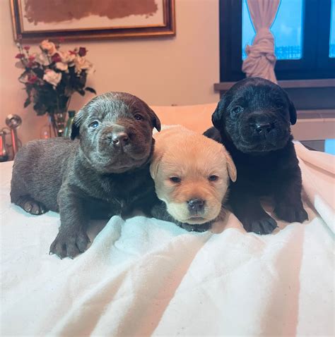 Disponibili Cuccioli Di Labrador Miele Chocolate E Neri AZIENDA