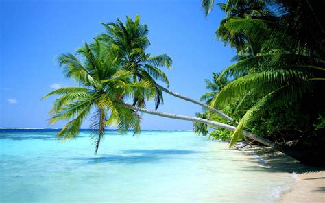 Palm Tree Beach Wallpaper