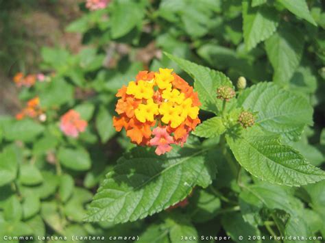 Lantana camara