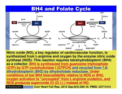 Mthfr And Depression The Folate And Bh Connection Beyond Mthfr