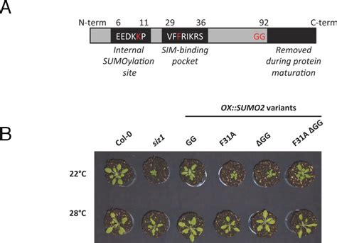 Figure 5 From Chapter 6 Arabidopsis SUMO 3 Conjugation Evolves Away