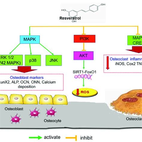 The Effects Of RSV On MAPK ERK 1 2 P38 MAPK And JNK Signalling