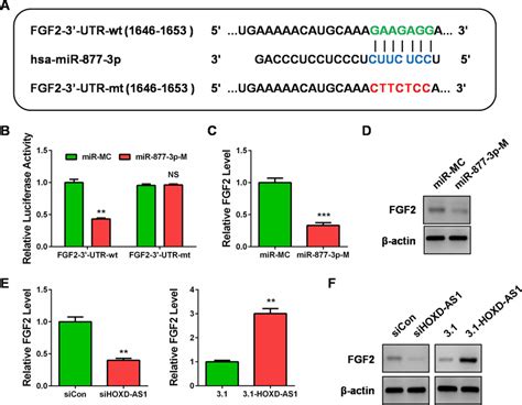 HOXD AS1 Induced FGF2 Expression By Competitively Sponging MiR 877 3p