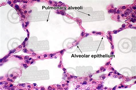 Alveolar Epithelium Histology