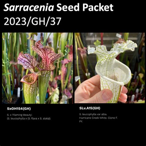 2023 GH 37 Sarracenia Seeds Mysite