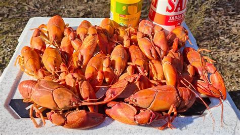 Yabby Catch And Cook, The Best Way To Cook Yabbies - YouTube