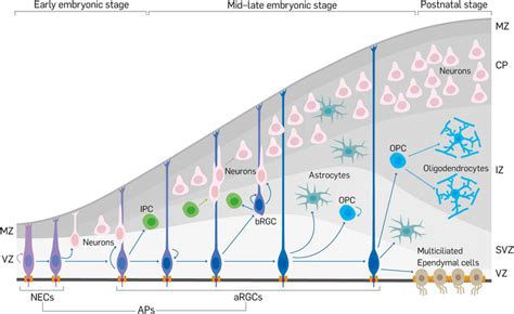 Schema Showing Neurodevelopment In The Mouse Cerebral Cortex Early In