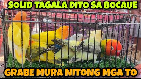 Ganda Ng Love Birds Sa Bocaue Bulacan Pet Market Mura Pa Kapetshop