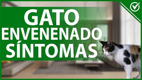 Envenenamiento En Gatos Causas S Ntomas Tratamiento Y Prevenci N