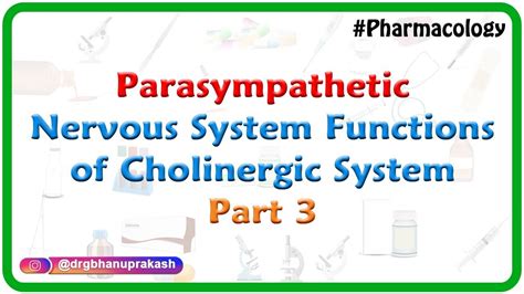 5parasympathetic Nervous System Functions Of Cholinergic System Part