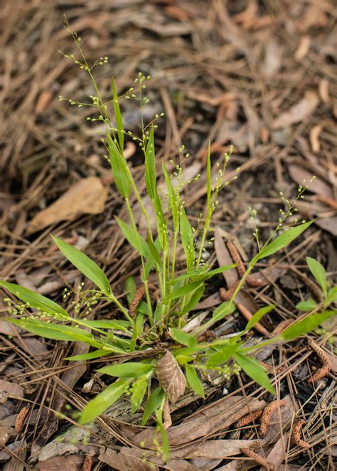 Dichanthelium Laxiflorum Open Flower Witchgrass Timmerma Flickr