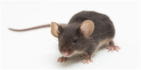 The Best Rodent Exterminator In Monterey Target Pest Control