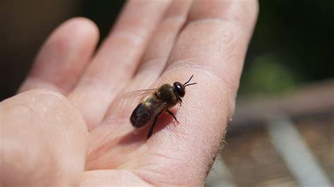 Das sind Bienen der Imkerei Wünscher Rößler