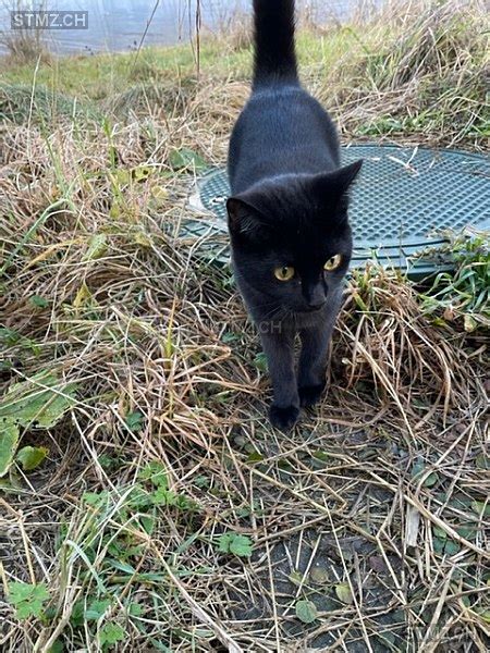 Meldung Nr Vermisst Katze In Hallwil