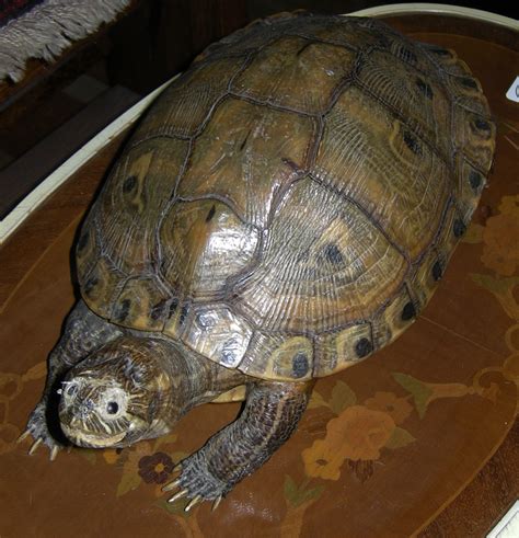 Taxidermy Turtle In Looking Up Pose Sturgis Antiques