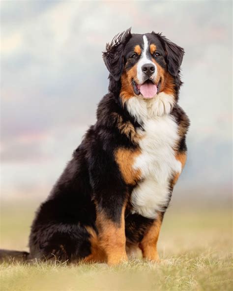 Discover Bernese Mountain Dog Puppies at Maple Creek - The Perfect ...