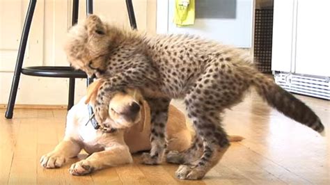 This Nervous Cheetah Was Given A Support Puppy In Cutest Move Ever