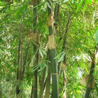 Moso Bamboo Phyllostachys Pubescens Seeds