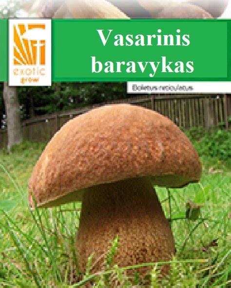 Vasarinis baravykas Summer Cep Boletus reticulatus Grybiena Grybų