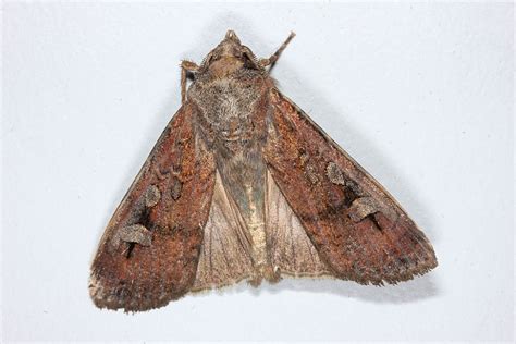 Invitation To Comment On Bogong Moth Listing Assessment The National