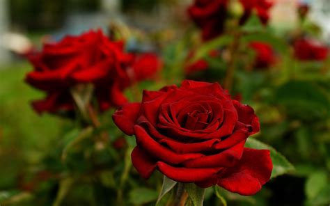 Garden Roses Rose Red Petal Flower Nokia Wallpaper