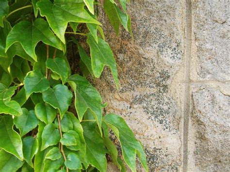 Old Stone Wall And Green Ivy Background Stock Photo Image Of Building