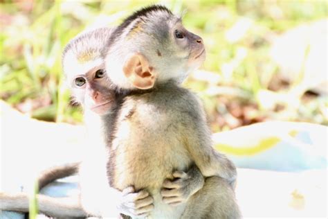 Orphaned monkey rescued from street entertainers gets a second chance