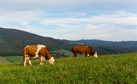 Mikroby Obecne W O Dkach Kr W Mog Rozk Ada Plastik Dziennik Naukowy