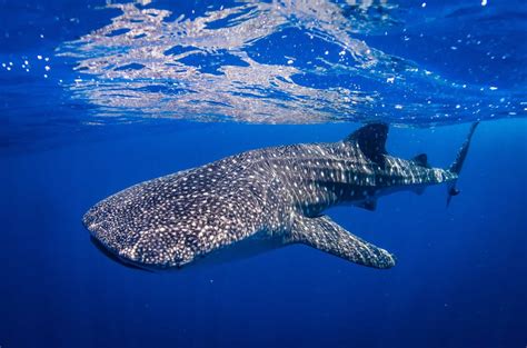 Ultimate Guide To Swimming With Whale Sharks Ningaloo Reef Wa