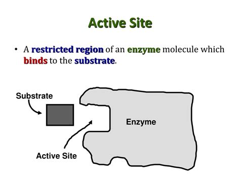 Ppt 2 4 Enzymes Powerpoint Presentation Free Download Id513271